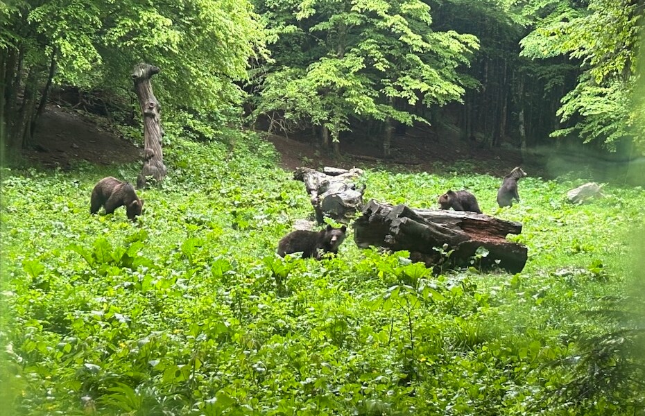 Carpathian Romania bears