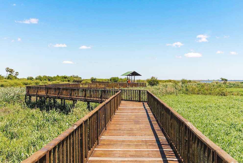 Iberá Argentina Swamps