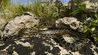 Hufeisennattern breiten sich auf den Balearen aus