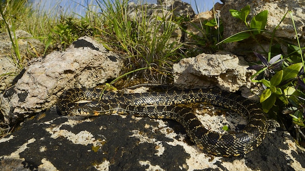 Hufeisennattern breiten sich auf den Balearen aus