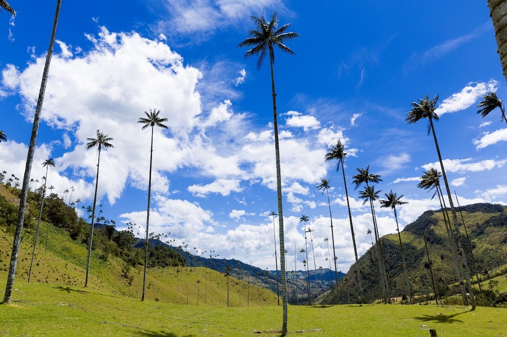 Ein Besuch im &bdquo;Valle de Cocora&ldquo; lohnt sich auf jeden Fall