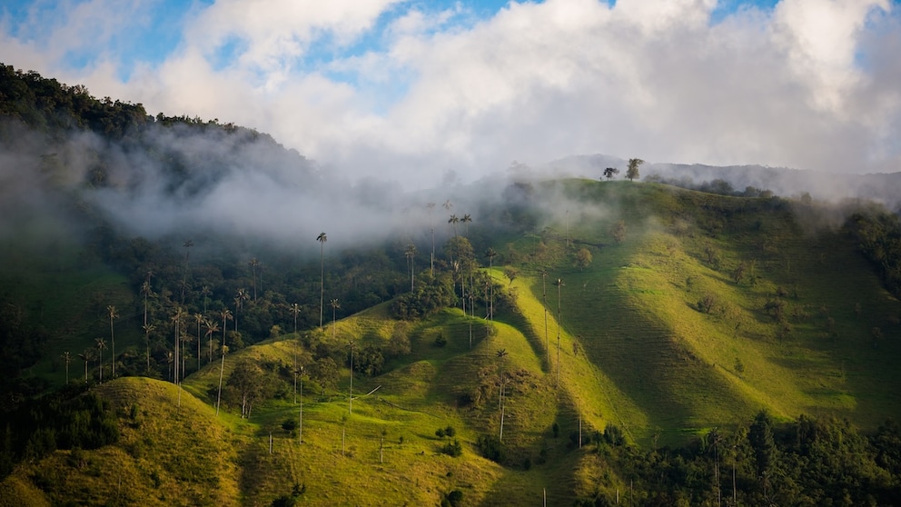 Bei einer Rundreise durch Kolumbien sollte auch das „Valle de Cocora“ nicht fehlen