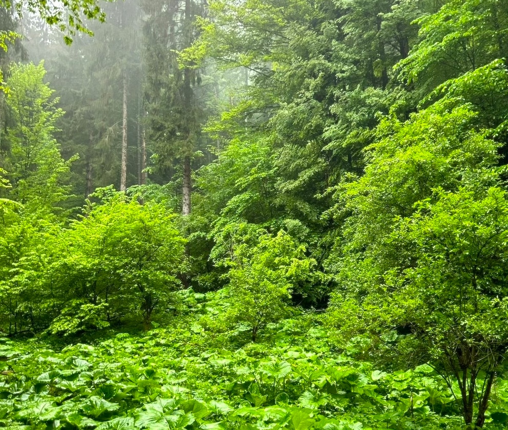 Karpaten Urwald