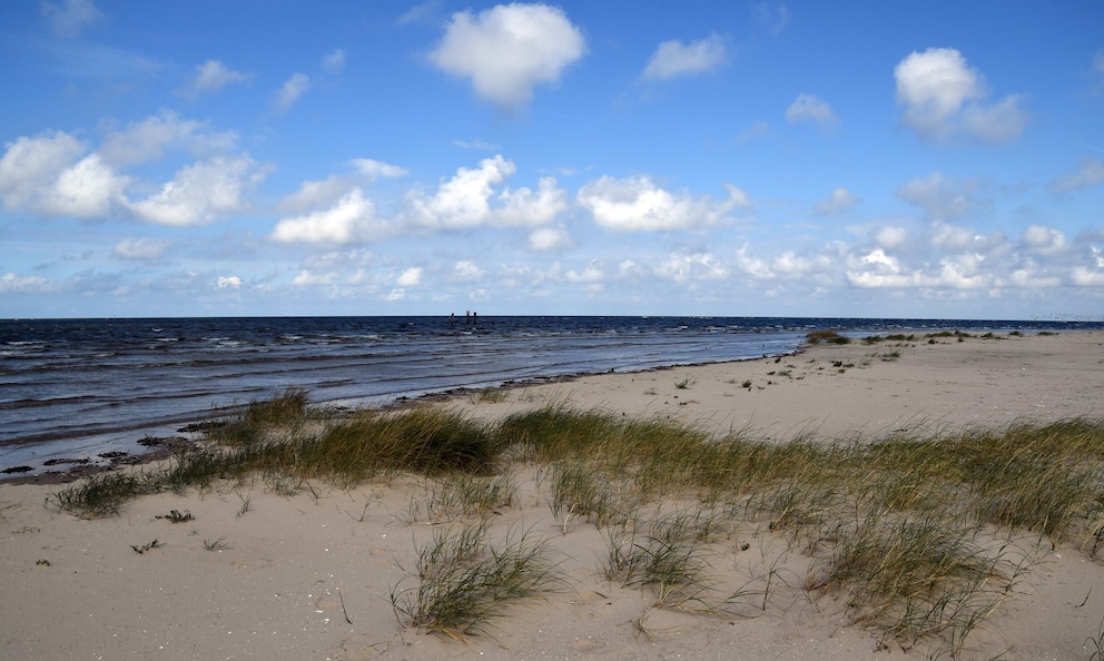 Strand der Vogelschutzinsel Scharh&ouml;rn (Hamburg)