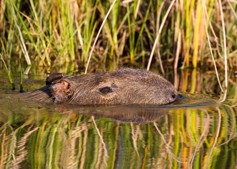 Wasserschwein im Parque Nacional Iber&aacute; in Argentinien