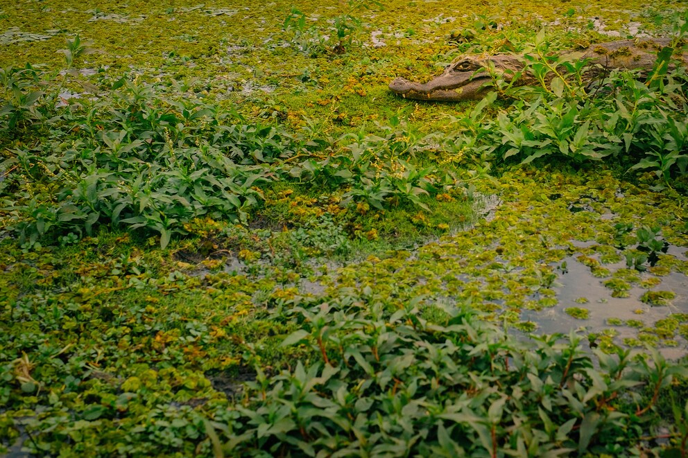 A caiman in Argentina's Iberá National Park