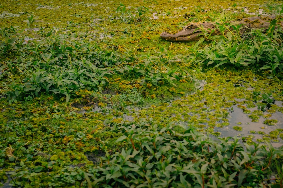 Ein Kaiman in Argentiniens Iber&aacute;-Nationalpark