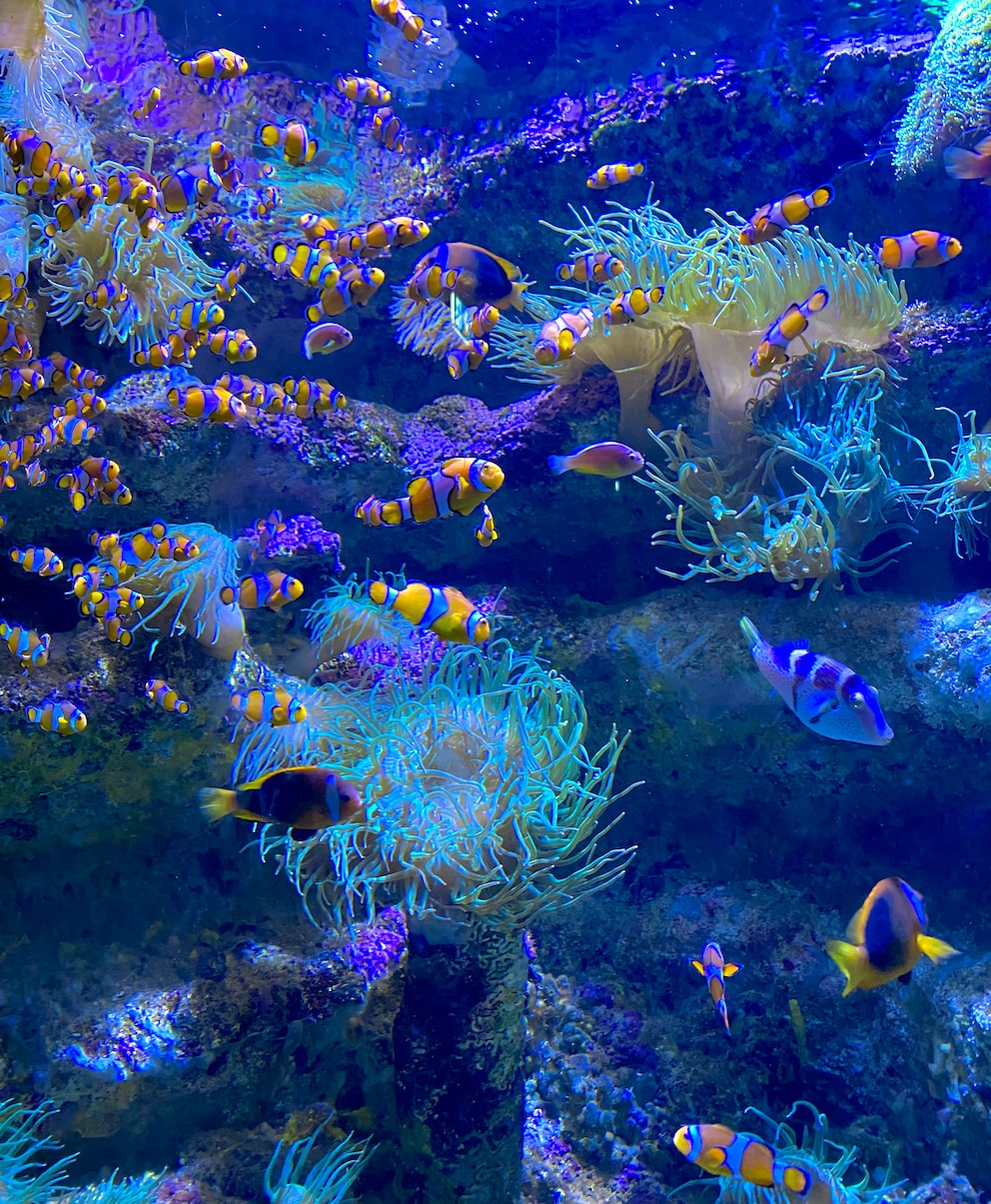 Océanopolis hosts a variety of underwater species in Brest