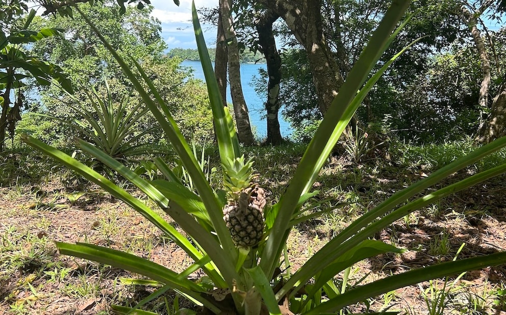 Boca chica panama