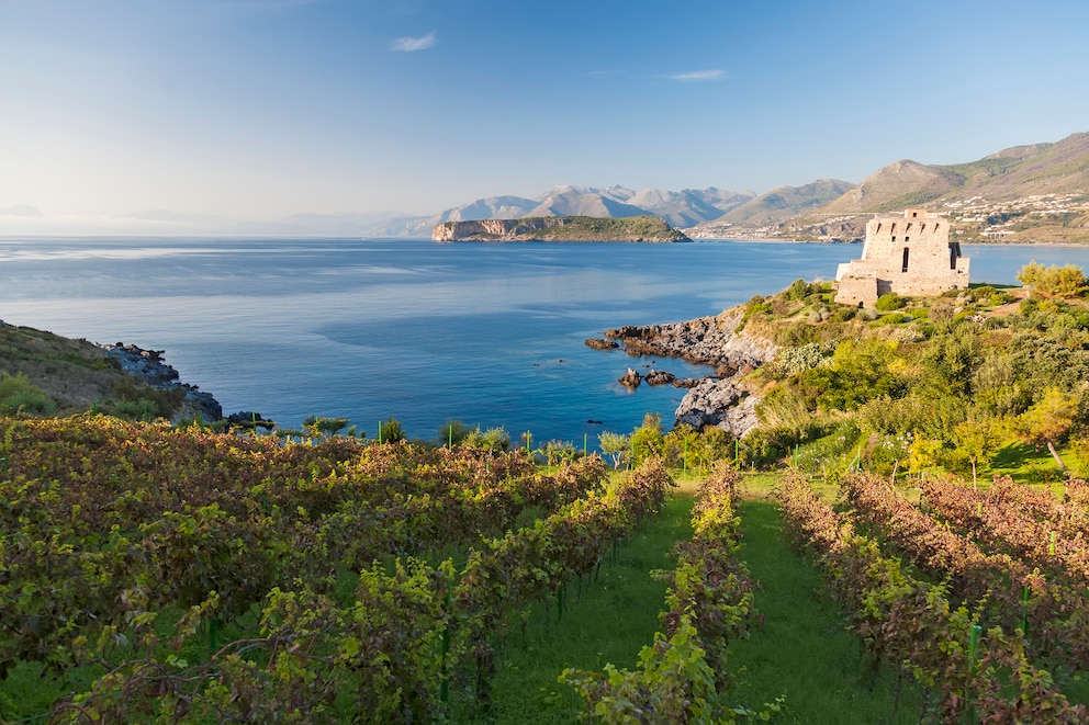 Viticulture in Italian Calabria