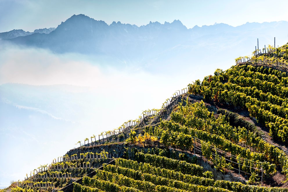 Viticulture in the Alps: Valais in Switzerland