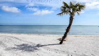 in Dänemark gibt es einen Palmenstrand, der an die tropische Karibik erinnert