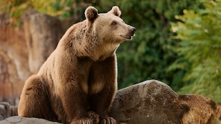Braunbär Europa Bärengebiet