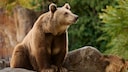 Braunb&auml;r Europa B&auml;rengebiet