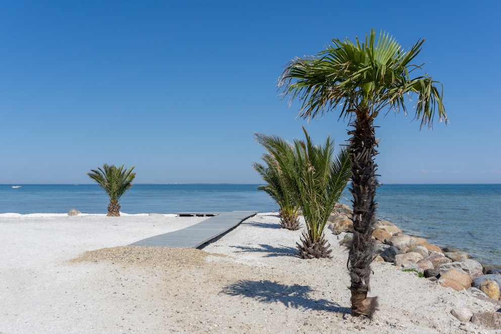 Inzwischen stehen um die 100 Palmen an dem d&auml;nischen Strand
