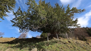 Baum