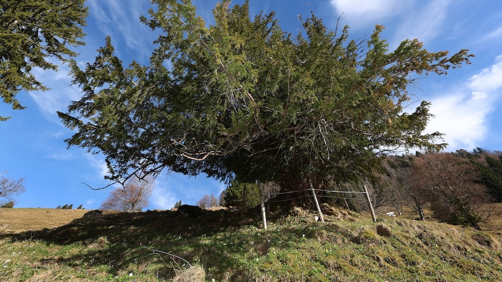 Baum