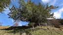 Baum