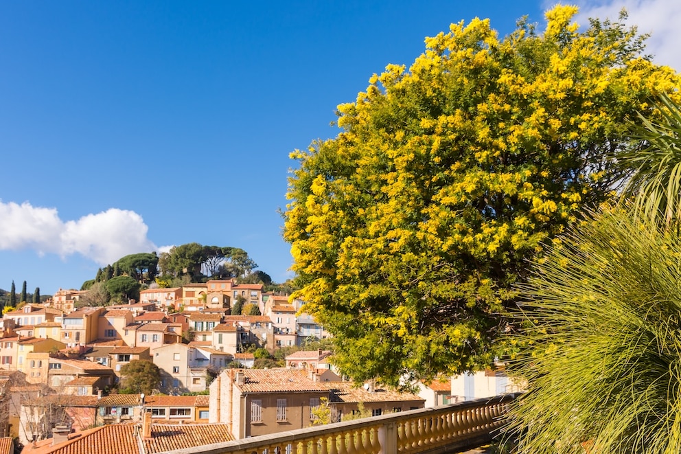 Frankreich Bormes-les-Mimosas Mimosen