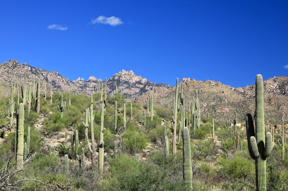 Yuma USA Sonoran Desert Sun