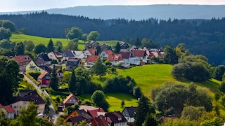 Kanarienvögel Harz