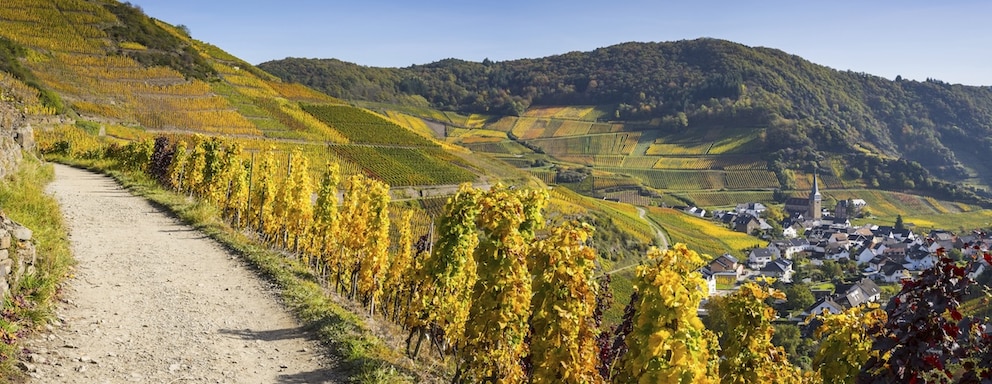 Pfad auf einem Weinberg im Ahrtal