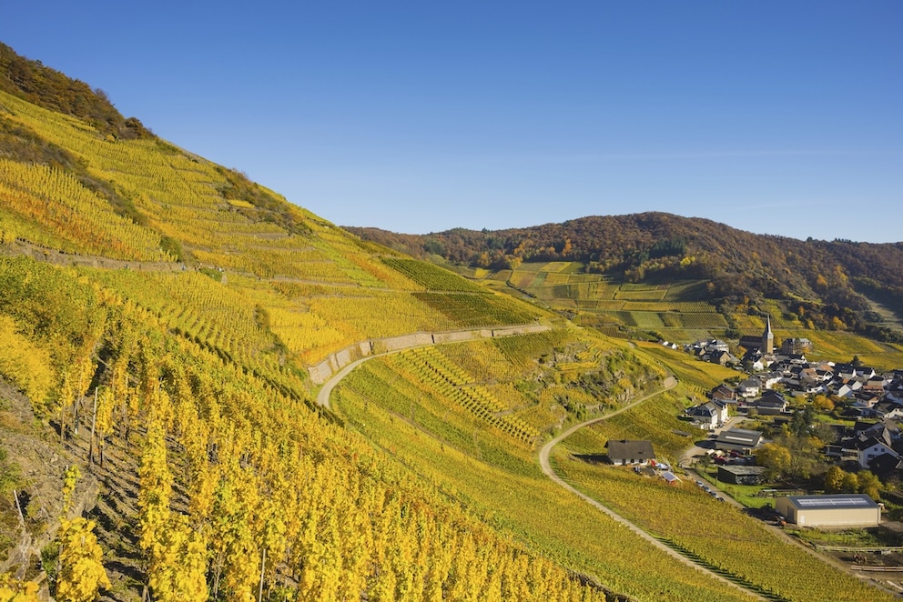 Weinanbau an den Bergh&auml;ngen des Ahrtals