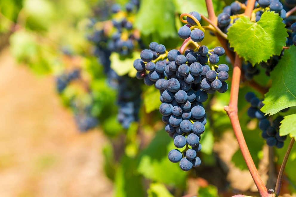 The Ahr Valley is the largest contiguous red wine-growing area in Germany
