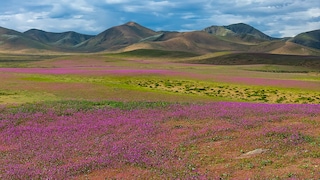 Die Atacama-Wüste in Chile blüht – ein seltener und besonderer Anblick