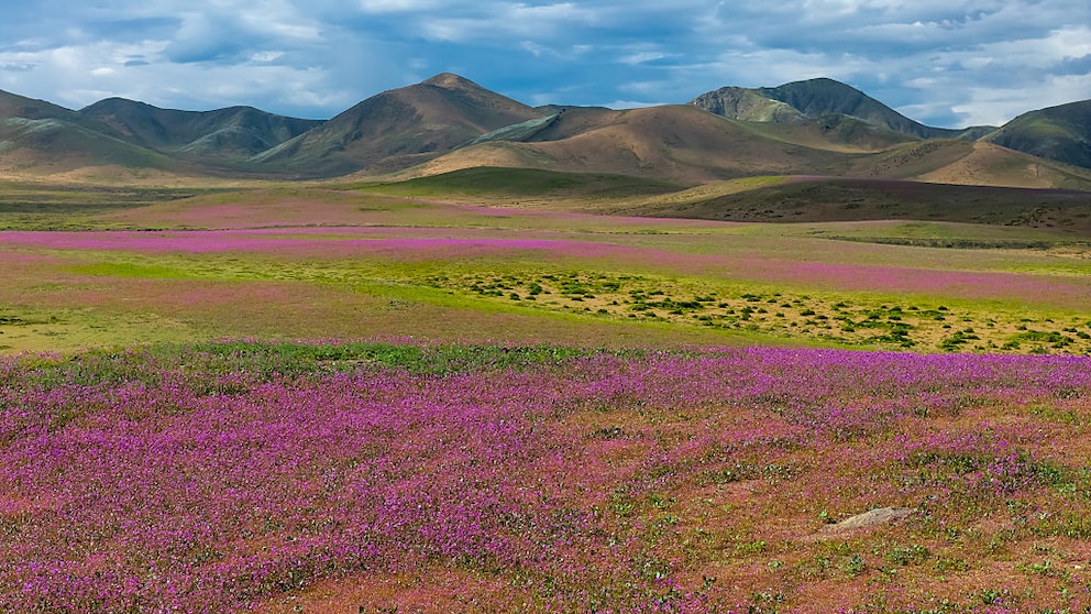 Die Atacama-Wüste in Chile blüht – ein seltener und besonderer Anblick