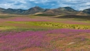 Die Atacama-W&uuml;ste in Chile bl&uuml;ht &ndash; ein seltener und besonderer Anblick