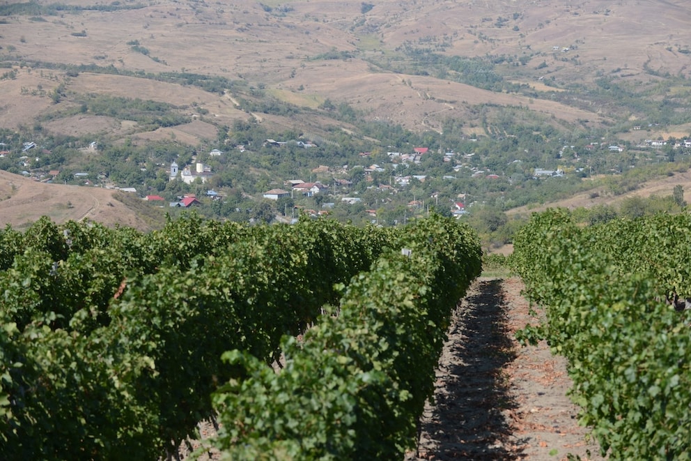 Vineyards in Dealu Mare