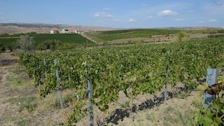 Das Weinanbaugebiet Dealu Mare in Rumänien