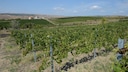 Das Weinanbaugebiet Dealu Mare in Rum&auml;nien