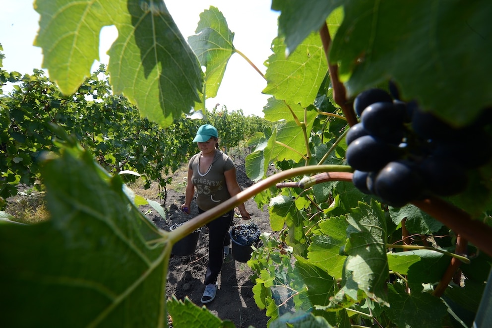 Erntehelferin in der Weinregion Dealu Mare in Rum&auml;nien