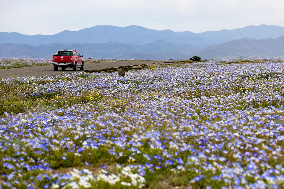 Atacama blooms