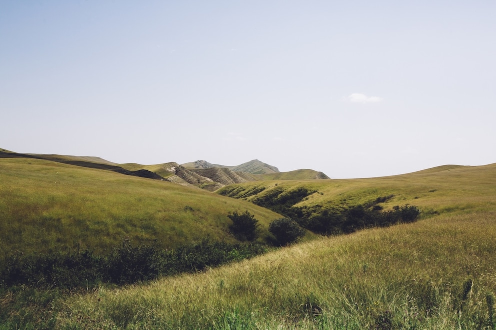 Green grasslands in Kakheti