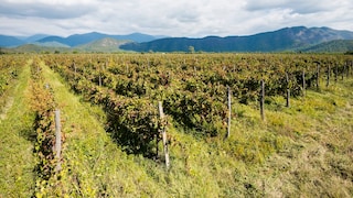 Weinanbaugebiet in Kachetien, Georgien