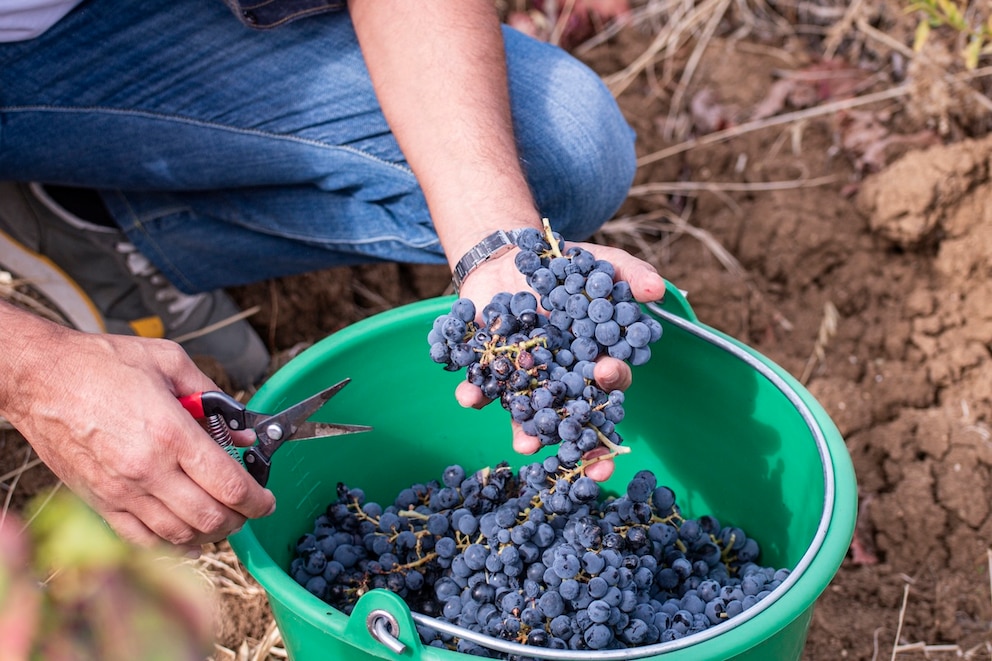 Weinernte in Kalabrien