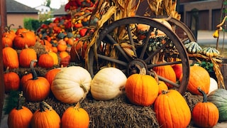 Kürbis Ausstellungen deutschland herbst