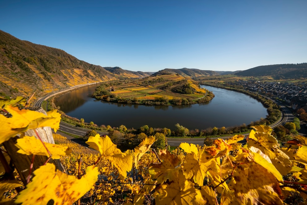 Die Moselschleife bei Bremm: Links kann man sehen, wie steil die H&auml;nge sind, an denen die regionaltypischen Riesling Trauben wachsen