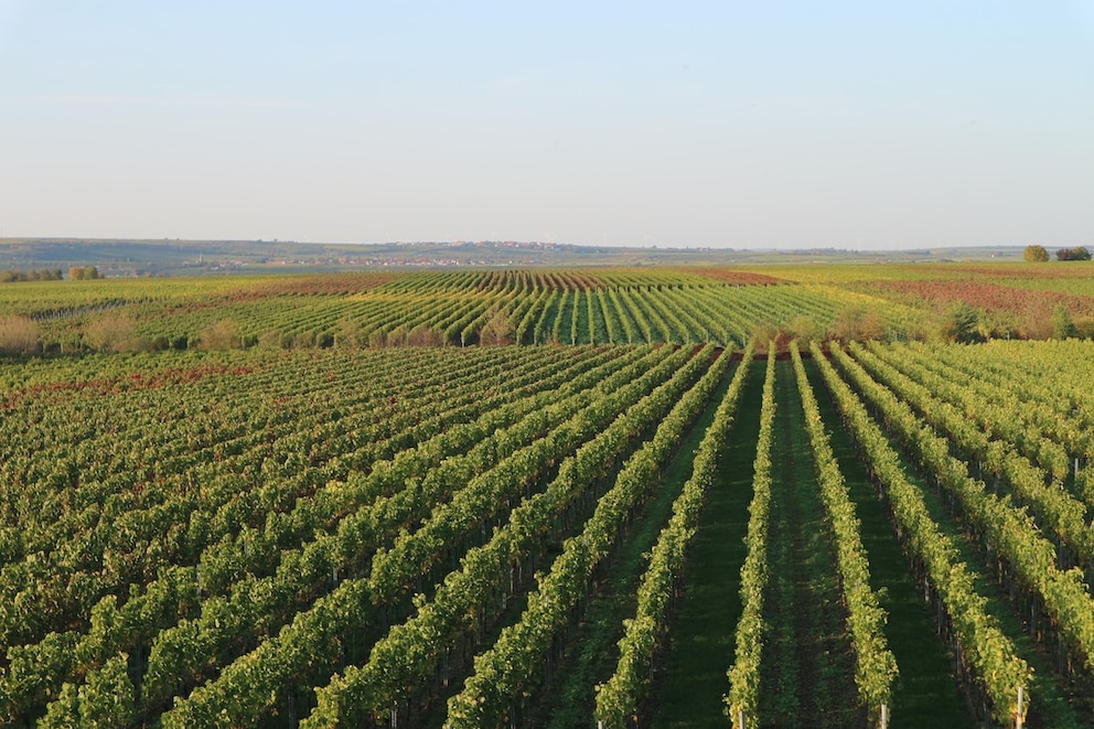 Weinregion Pfalz Bad D&uuml;rkheim Wein