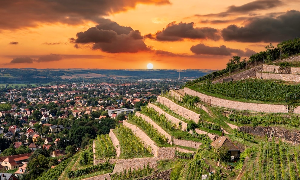 weinregion sachsend resden wein