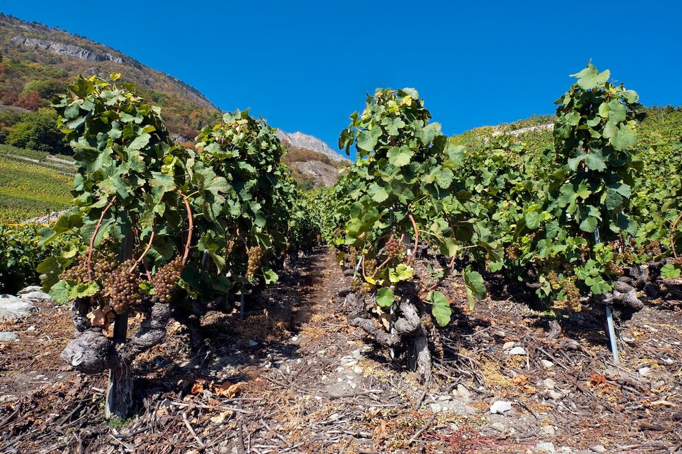 Fifty-five grape varieties are produced in the Swiss Valais region