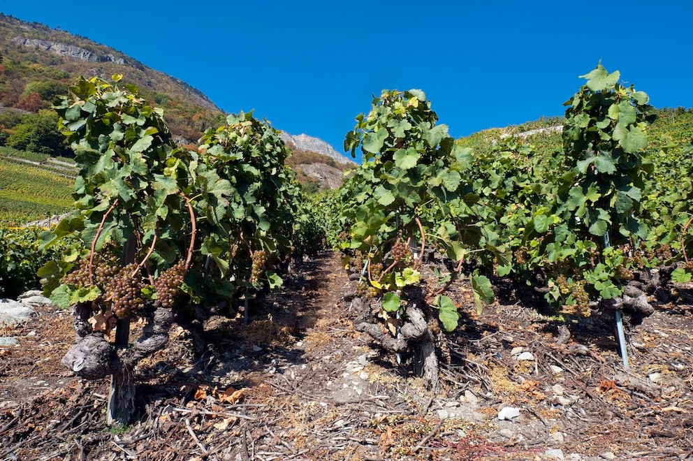 55 Rebsorten werden im Schweizer Anbaugebiet Wallis produziert