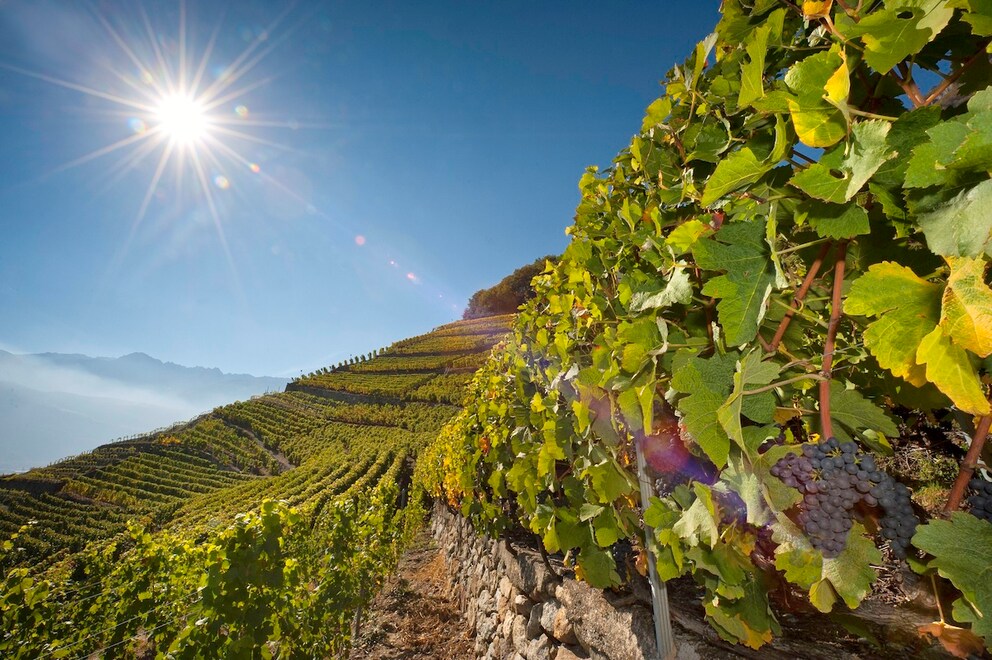 Vine terraces in the Valais region of Switzerland