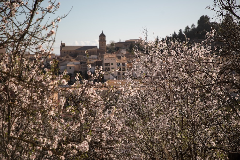 Von Ende Januar bis Ende Februar bl&uuml;hen die Mandelb&auml;ume auf Mallorca