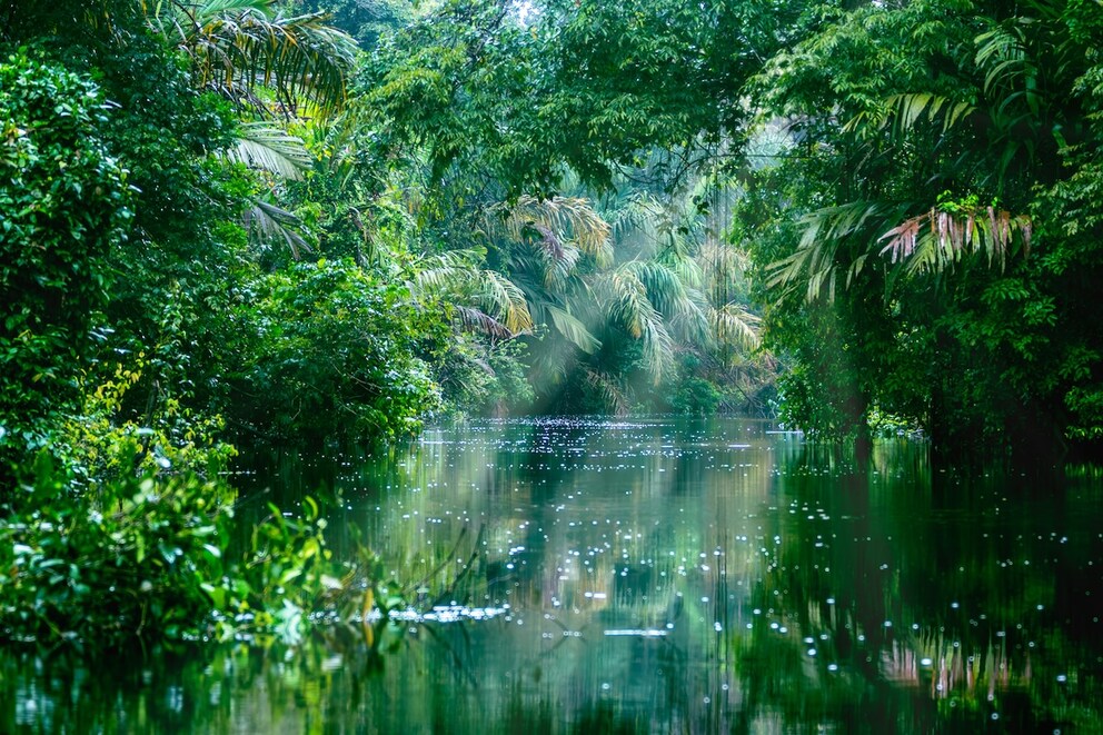 Dense green rainforest in Costa Rica's Tortuguero National Park