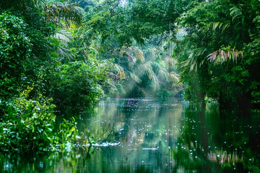 Dicht gr&uuml;ner Regenwald in Costa Ricas Tortuguero-Nationalpark
