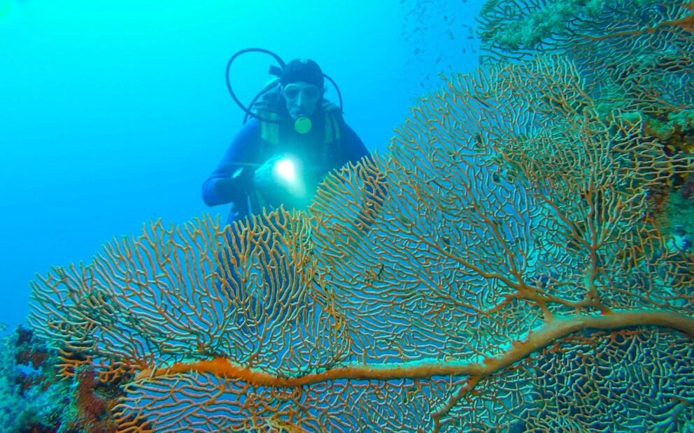 Diver behind gorgonian coral (Octocorallia), underwater photo, dive site Little Brother, Red Sea, Egypt